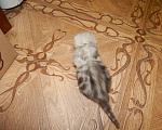 Кошки в Собинке: Самые красивые шотландские котятки., 4 000 руб. - фото 9