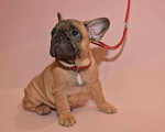 Собаки в Москве: Девочка французского бульдога  Девочка, 60 000 руб. - фото 4
