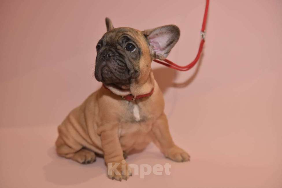 Собаки в Москве: Девочка французского бульдога  Девочка, 60 000 руб. - фото 4