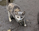 Кошки в Домодедово: Кошка «Дуся», 1,5–2 года — уличная, СТЕРИЛИЗОВАНА (по договору) Девочка, Бесплатно - фото 4