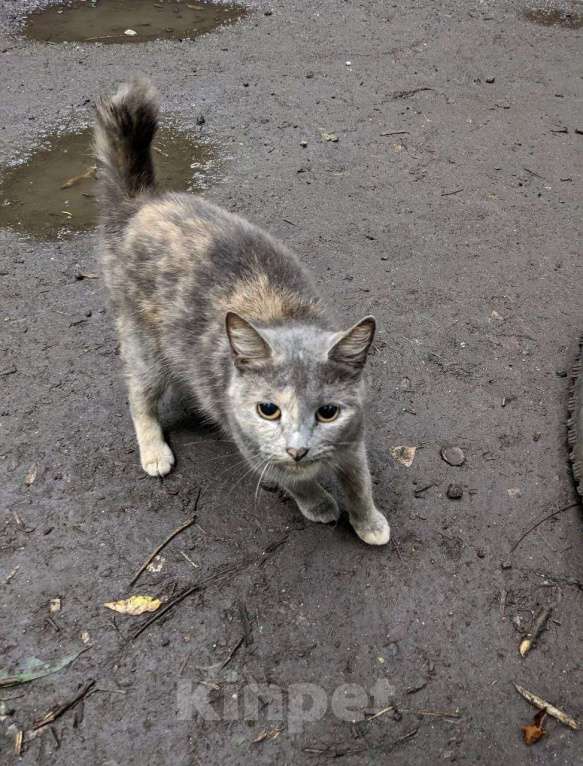 Кошки в Домодедово: Кошка «Дуся», 1,5–2 года — уличная, СТЕРИЛИЗОВАНА (по договору) Девочка, Бесплатно - фото 4