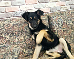 Собаки в Бронницах: Девочка 3 месяца Девочка, 1 руб. - фото 1