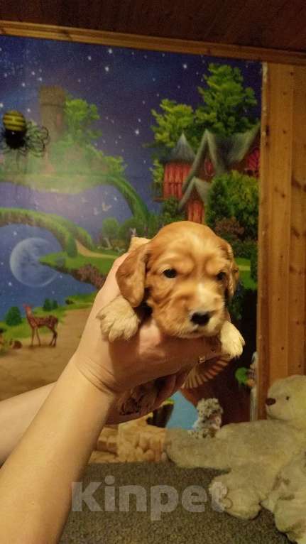 Собаки в Нижнем Новгороде: Девочка английский кокер спаниель Девочка, 35 руб. - фото 1