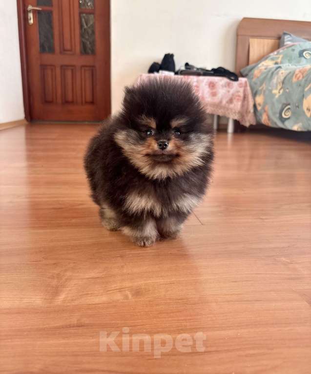 Собаки в Санкт-Петербурге: Мини мальчики померанского шпица , Бинго и Чарли Мальчик, 60 000 руб. - фото 4