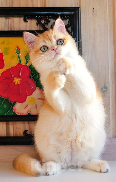 Кошки в Рыбинске: Британская золотая зеленоглазая девочка 3,5 мес Девочка, 20 000 руб. - фото 1