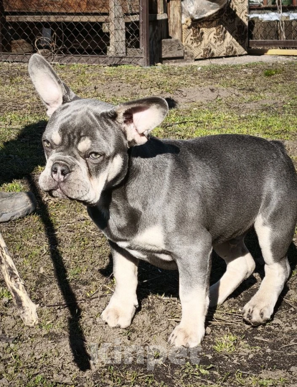 Собаки в Санкт-Петербурге: Лиловый щенок Мальчик, 60 000 руб. - фото 3