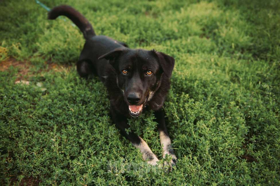 Собаки в Москве: Дик Мальчик, Бесплатно - фото 4