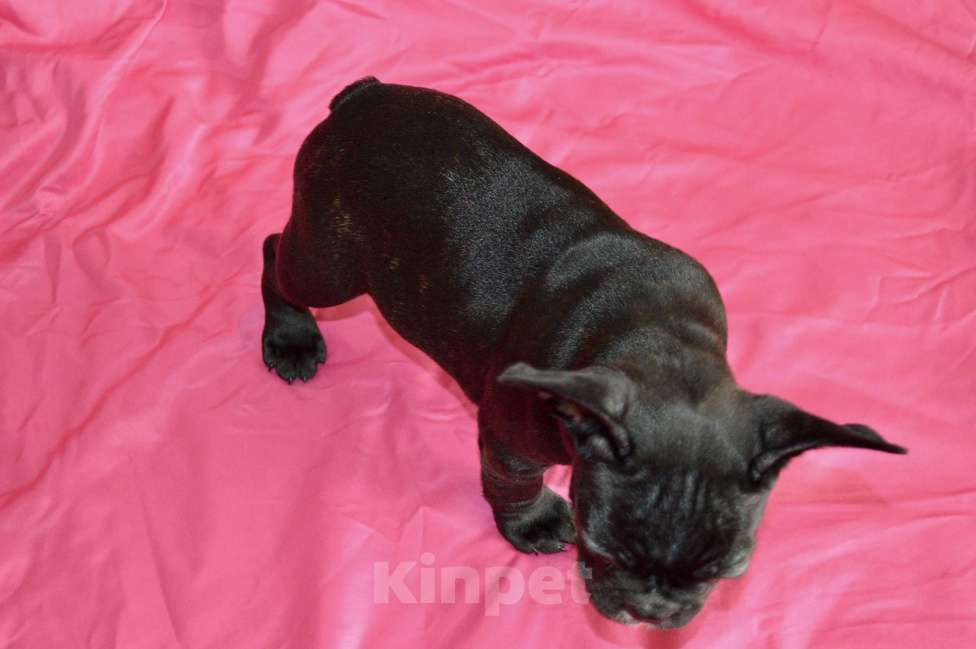 Собаки в Самаре: Щенок французского бульдога  Девочка, 35 000 руб. - фото 4