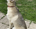 Собаки в Бронницах: Красавица Берта 1 год❤️ Девочка, 1 руб. - фото 1