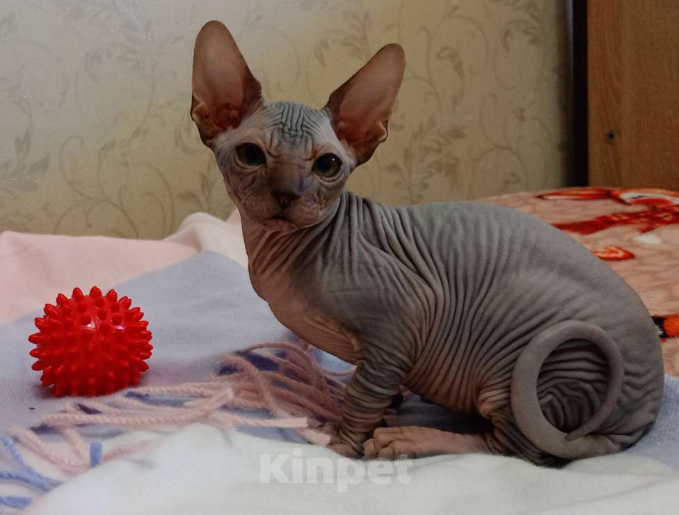 Кошки в Усть-Лабинске: Канадский сфинкс котята Мальчик, 7 000 руб. - фото 3