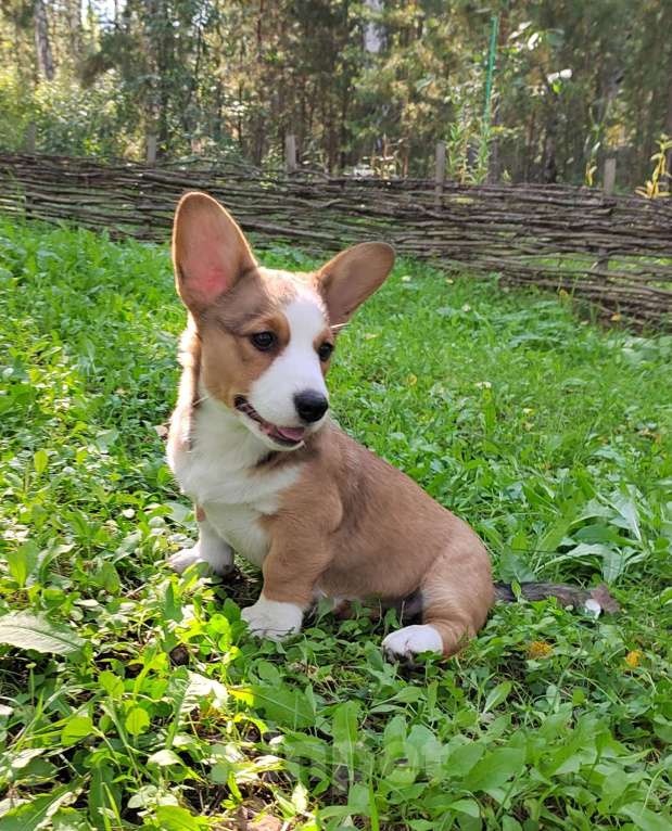 Собаки в Екатеринбурге: Щенки Корги Кардиган  Девочка, Бесплатно - фото 2