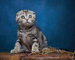 Кошки в Барнауле: Котик-фолд Вилли🤎 Мальчик, Бесплатно - фото 8