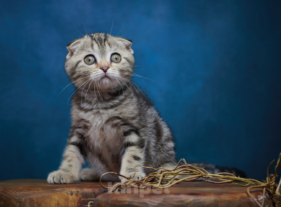 Кошки в Барнауле: Котик-фолд Вилли🤎 Мальчик, Бесплатно - фото 8