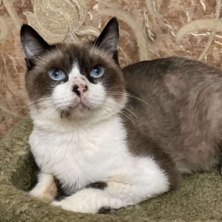 Кошки в Москве: Рэя предал хозяин 💔 Мальчик, Бесплатно - фото 2