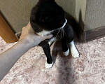 Кошки в Находке: Кошка бесплатно в добрые руки Девочка, Бесплатно - фото 5