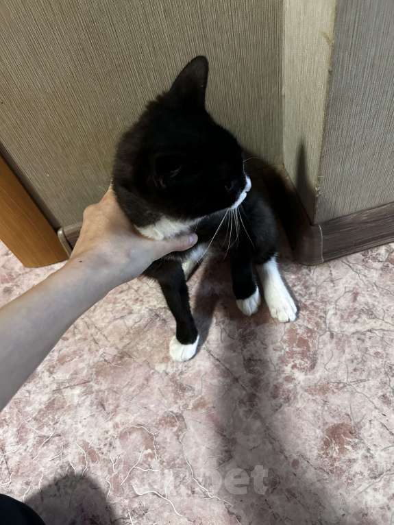 Кошки в Находке: Кошка бесплатно в добрые руки Девочка, Бесплатно - фото 5