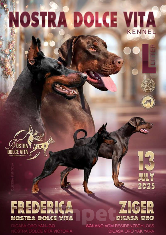 Собаки в Москве: Щенки добермана Девочка, 100 000 руб. - фото 1