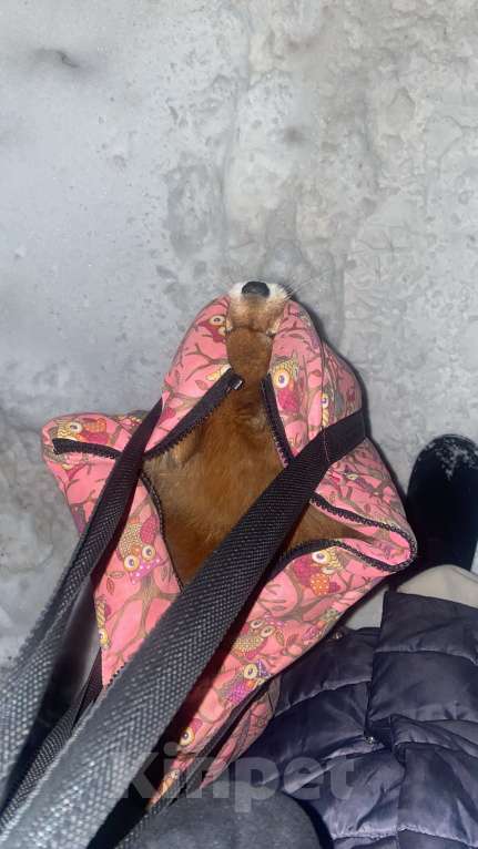 Собаки в Москве: Нора Девочка, Бесплатно - фото 2