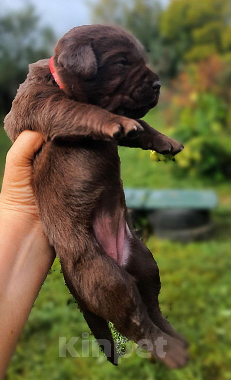 Собаки в других городах Московской области: Коричневые и чёрные щенки Лабрадора Девочка, 90 000 руб. - фото 6