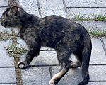 Кошки в Мур: Котенок из помета от деревенской кошки  Мальчик, Бесплатно - фото 1