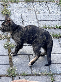Объявление: Котенок из помета от деревенской кошки , Бесплатно, Муром