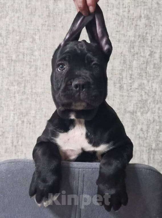 Собаки в других городах Краснодарского края: Щенки Кане Корса  Девочка, Бесплатно - фото 3