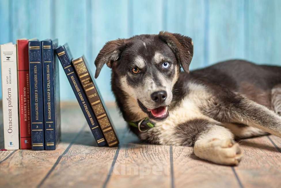 Собаки в Москве: Разноглазый щенок Лора в добрые руки Девочка, 1 руб. - фото 8