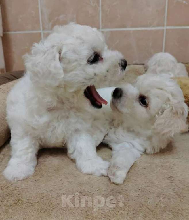 Собаки в Казани: Чудесные бишон-фризе Девочка, 100 000 руб. - фото 4