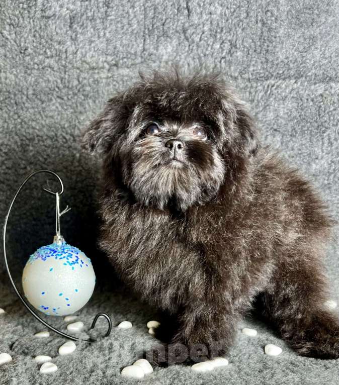 Собаки в Москве: Помапу девочка чёрная  Девочка, 50 000 руб. - фото 7