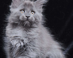 Кошки в Видном: Шикарный мейн-кун  Девочка, 80 000 руб. - фото 2