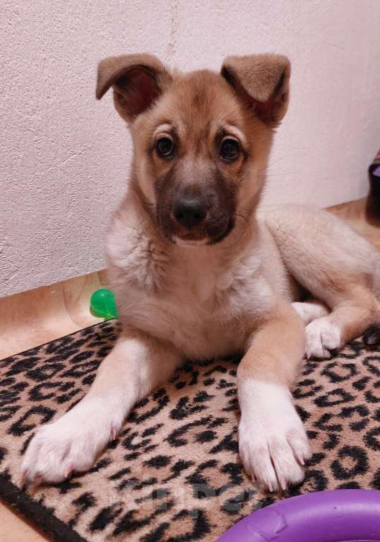 Собаки в Санкт-Петербурге: Метис лайки любящим хозяевам Девочка, Бесплатно - фото 6