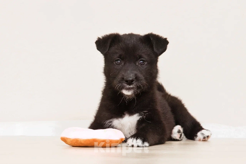 Собаки в Лосином-Петровском: Кения якутенок Девочка, Бесплатно - фото 4