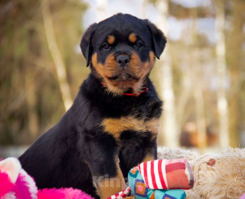 Собаки в Смоленске: Щенки ротвейлера Мальчик, 140 000 руб. - фото 1