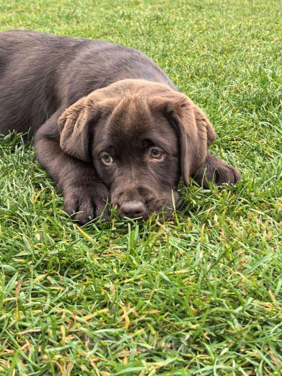 Собаки в других городах Московской области: Девочка белая лента Девочка, 80 000 руб. - фото 2