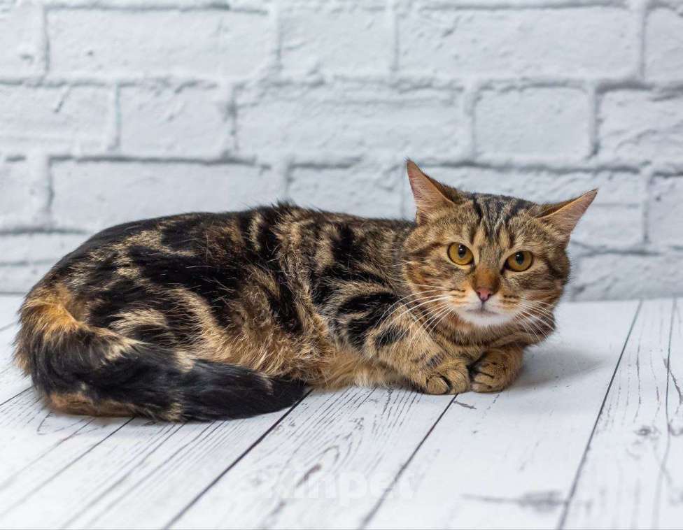 Кошки в Москве: Золотой кот ищет дом и лучшие ручки Мальчик, Бесплатно - фото 6