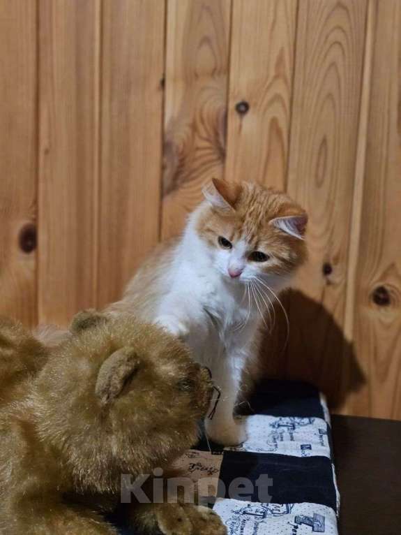 Кошки в Выборге: Молоденькая кошка Молли в добрые руки Девочка, Бесплатно - фото 4