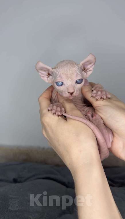 Кошки в Самаре: Котёнок эльф Девочка, 90 000 руб. - фото 2