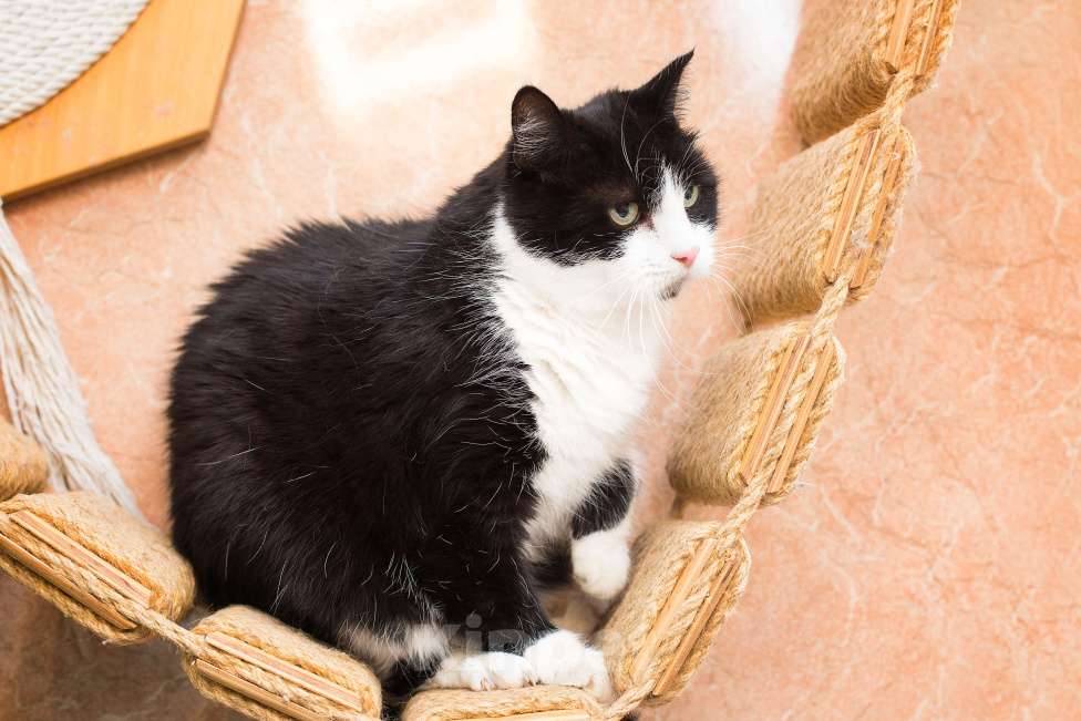 Кошки в Москве: Черно-белый это классика Девочка, Бесплатно - фото 5