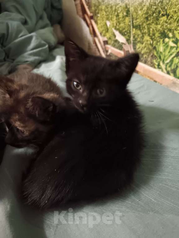 Кошки в других городах Свердловской области: Котик в заботливые и любящие руки Мальчик, Бесплатно - фото 2