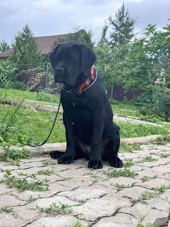 Собаки в Дмитрове: Щенок Кане Корсо Девочка, 50 000 руб. - фото 2