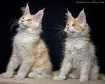 Кошки в Туапсе: Котята мейн-кун из питомника Мальчик, Бесплатно - фото 3