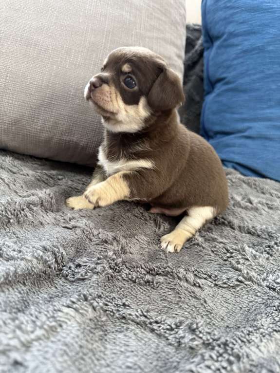 Собаки в других городах Московской области: Мальчик чихуахуа Генрих Мальчик, 60 000 руб. - фото 6