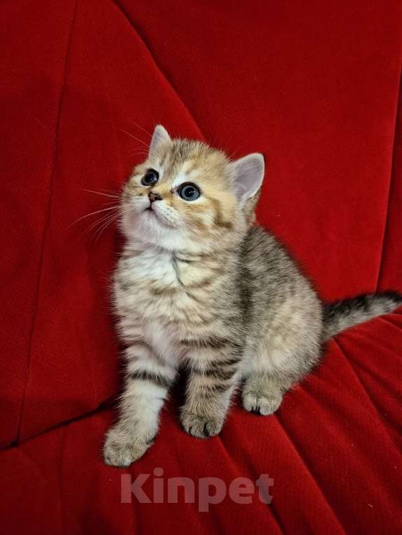 Кошки в Москве: Шотландский котенок  Девочка, 15 000 руб. - фото 3