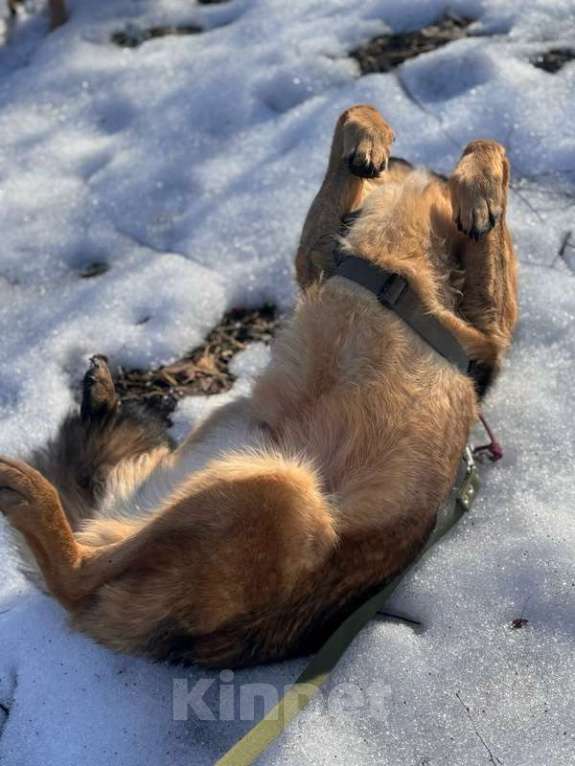 Собаки в Санкт-Петербурге: Верные и преданые товарищи-собаки ищут дом Разнополые, Бесплатно - фото 7