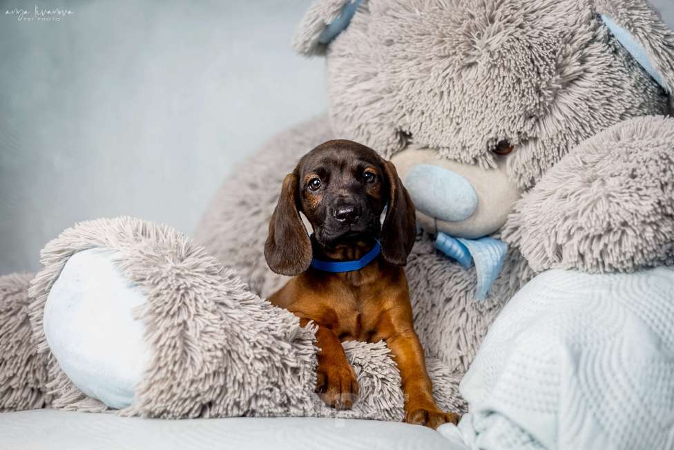 Собаки в Москве: Баварская горная гончая щенок Мальчик, Бесплатно - фото 4