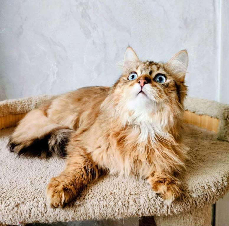 Кошки в Воронеже: Золотой кот с доминантными голубыми глазами Мальчик, 100 000 руб. - фото 2