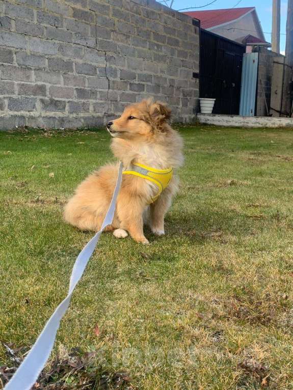 Собаки в Челябинске: Щенок Шелти 3 месяца Мальчик, 35 000 руб. - фото 2