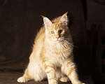 Кошки в Барнауле: Котята мейн-кун Мальчик, 25 000 руб. - фото 4