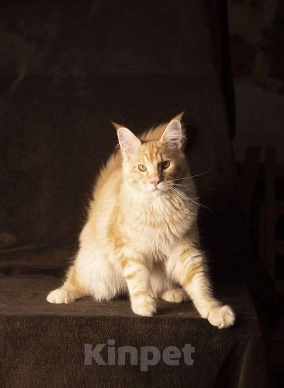 Кошки в Барнауле: Котята мейн-кун Мальчик, 25 000 руб. - фото 4