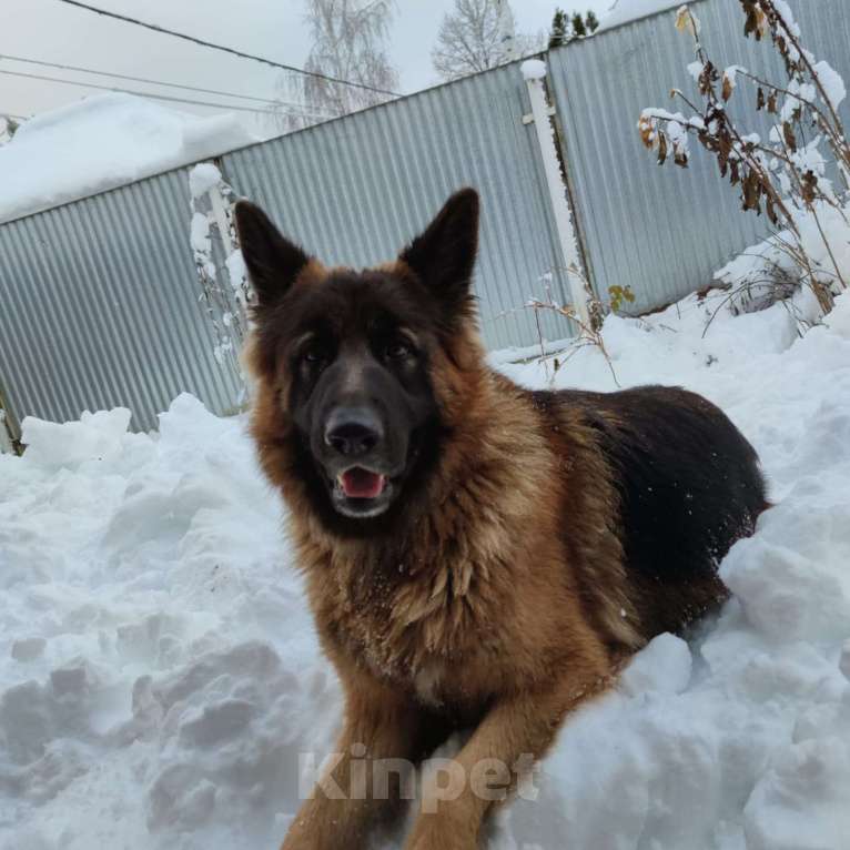 Собаки в Москве: Девочка немецкой овчарки чёрная Девочка, 25 000 руб. - фото 4